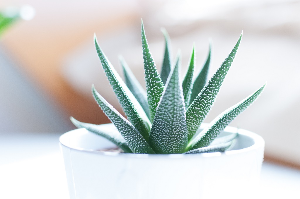 aloe vera plant