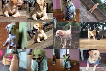 Things About Labrador Dogs.