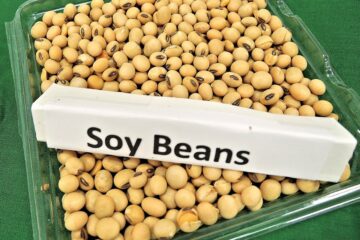 soybean nutrition